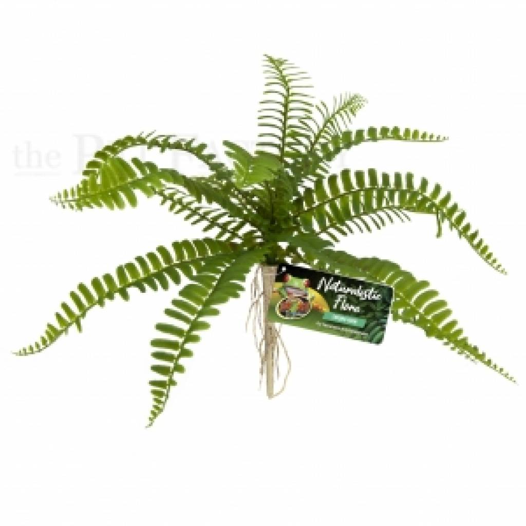 Sword Fern